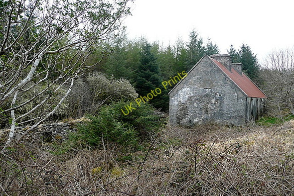Photo 6"x4" Ruins in the forest Connolly c2010