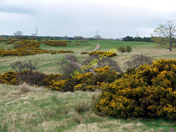 Photo 6"x4" Gorse above Roddam Burn, west of Calder Ilderton c2010