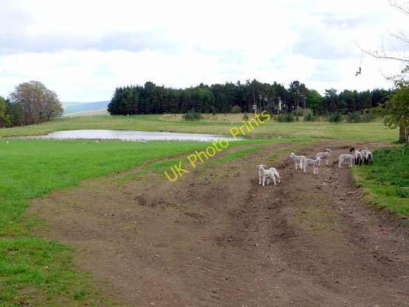 Photo 6"x4" Pond, Roddam Bog, south of Calder Roddam c2010