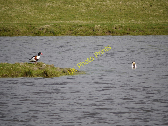 Photo 6"x4" Shelduck on pond near Wooperton Wooperton c2010