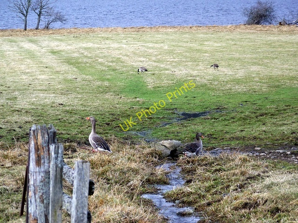 Photo 6"x4" Geese beside Loch Tummel Tressair c2010