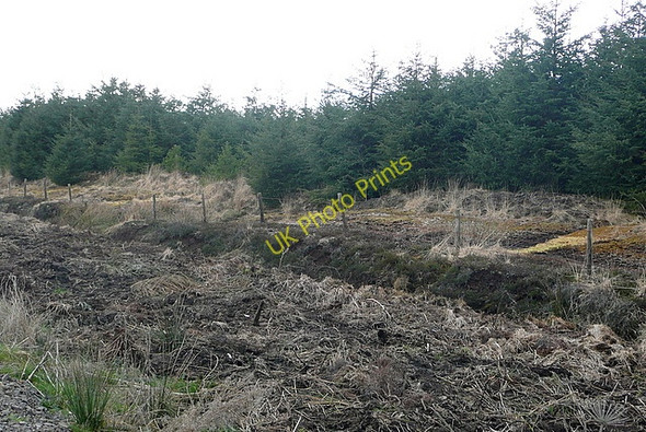 Photo 6"x4" Woodland at Doolough Kilmihil c2010