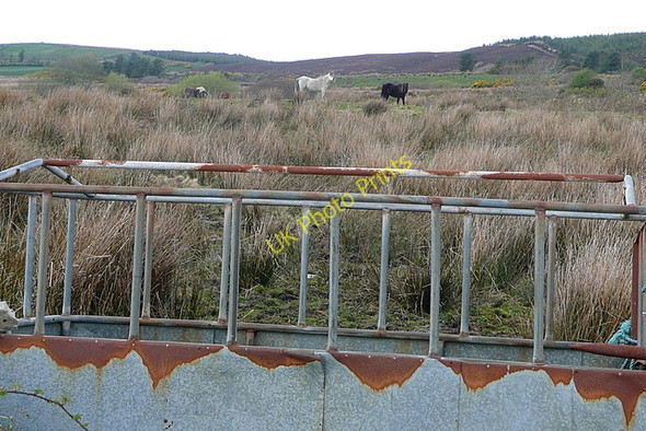 Photo 6"x4" Rough grazing at Cragnashingaun Kilmihil c2010