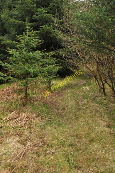 Photo 6"x4" Overgrown forestry track in Glen Achulish South Ballachulish c2010