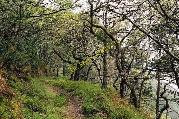 Photo 6"x4" Oare: Culbone Wood Oare\/SS8047 c2004