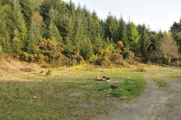 Photo 6"x4" Litter ridden area at the forest edge near Corran Inchree c2010