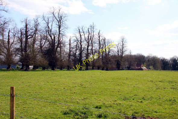 Photo 6"x4" Line of trees in Ascott Park Brookhampton\/SU6098 c2010