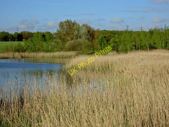 Photo 6"x4" Reed beds near to the River Dearne and RSPB Edderthorpe Flash Cudworth Common\/SE3907 c2010