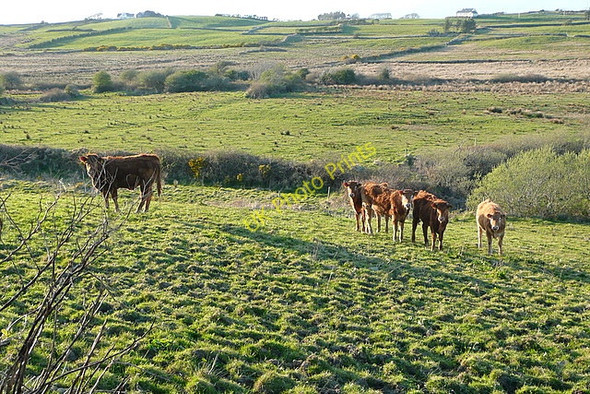 Photo 6"x4" Cattle at Drehidnaraha Milltown Malbay c2010