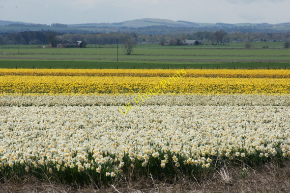 Photo 6"x4" Narcissi and daffodils, Fettercairn Fettercairn c2010