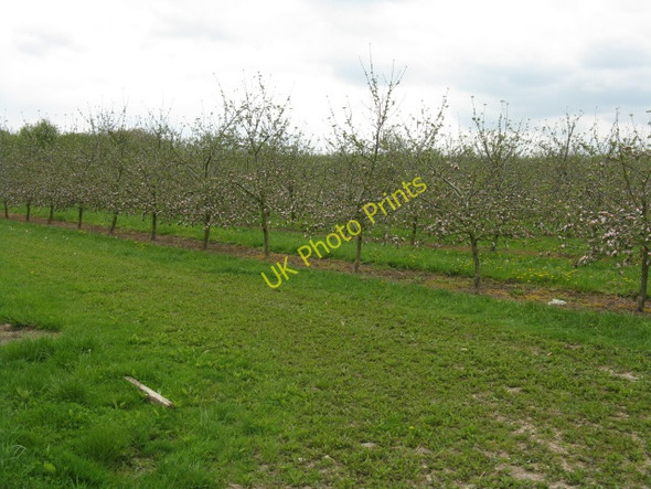 Photo 6"x4" Orchard at Alton Court Field's Place\/SO4153 c2010
