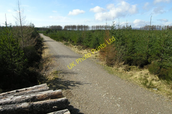 Photo 6"x4" Daviot Wood forestry track. Castleton Village c2008