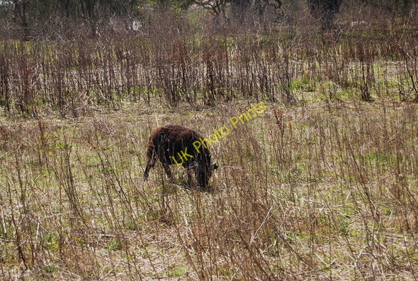 Photo 6"x4" Black (brown?) sheep by the 1066 Country Walk Winchelsea c2010