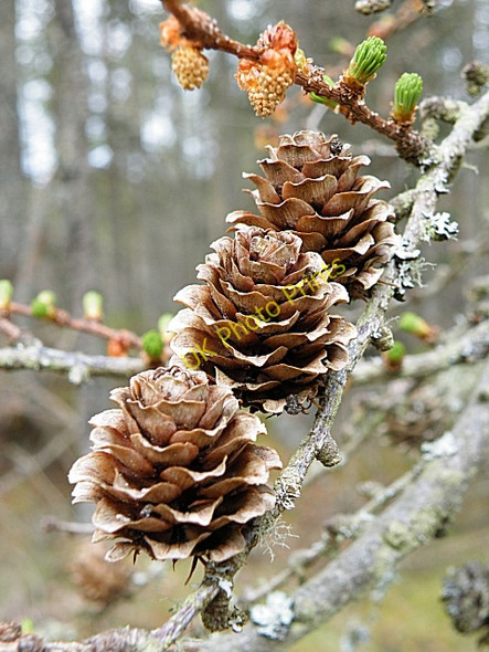 Photo 6"x4" Larch cones Fochabers c2010