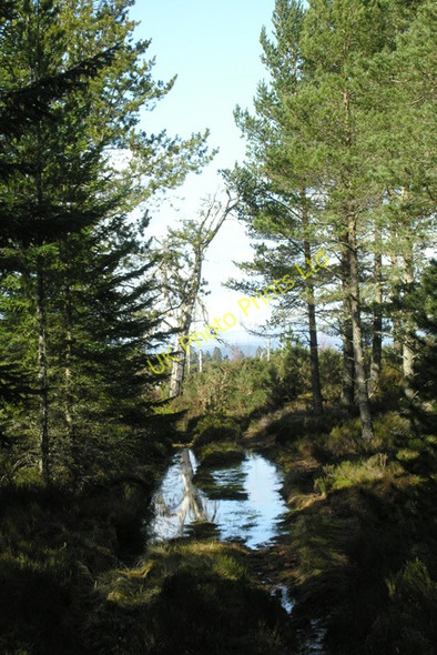 Photo 6"x4" Daviot Woods. End of forestry track. Castleton Village c2008