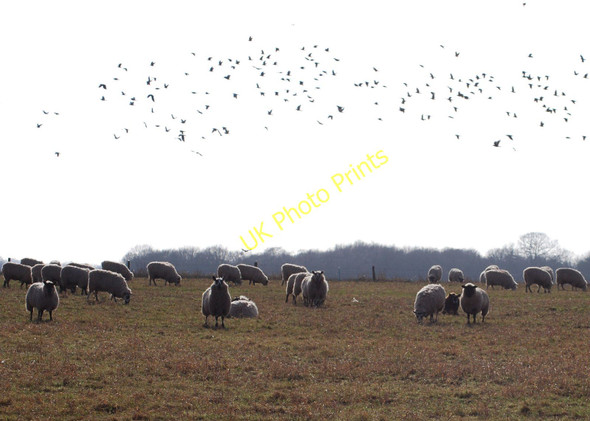 Photo 6"x4" Sheep and rooks on Seighford Airfield Great Bridgeford c2011