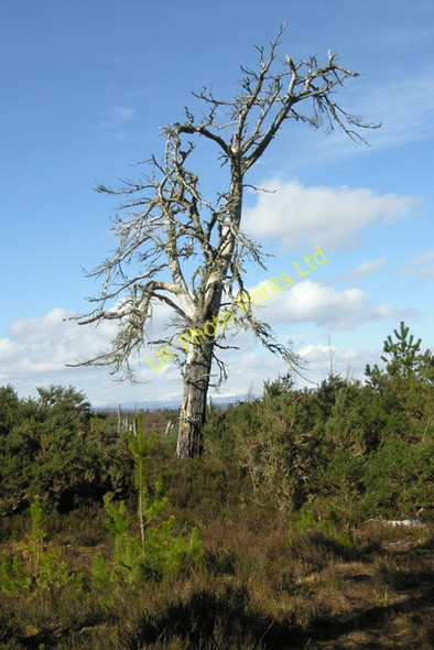 Photo 6"x4" Dead Pine. Daviot Woods. Castleton Village c2008
