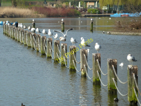 Photo 6"x4" Boating Lake in Regent's Park Marylebone\/TQ2881 c2011