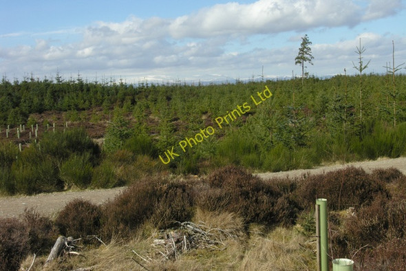 Photo 6"x4" Daviot Wood young conifer plantation. Castleton Village c2008
