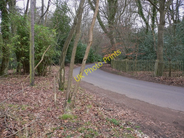 Photo 6"x4" Bend on Whitmead Lane near Tilford Charleshill c2011