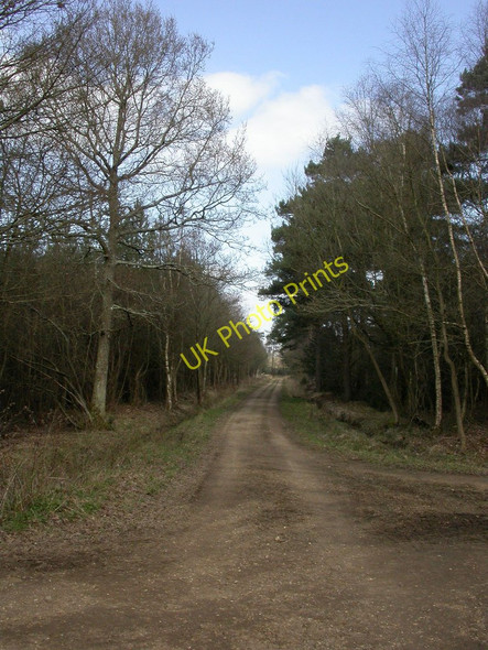 Photo 6"x4" Uddens Plantation, forestry road Ameysford c2011