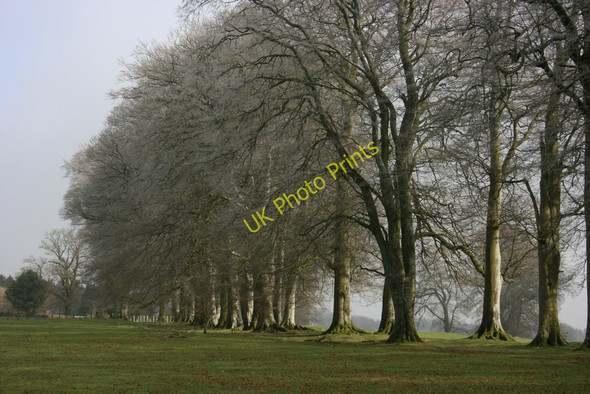 Photo 6"x4" Sunlight on frosted beech trees, Cricket St Thomas Cricket St Thomas c2011