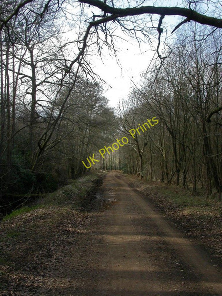 Photo 6"x4" Uddens Plantation, trailway Ameysford c2011