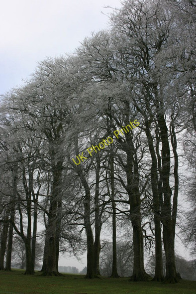 Photo 6"x4" Frosted beech trees near Cricket St Thomas Cricket St Thomas c2011