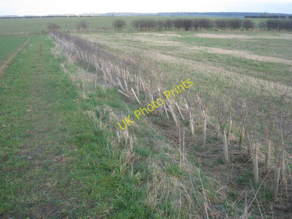Photo 6"x4" New hedge on Barnetby Wolds Melton Ross c2011