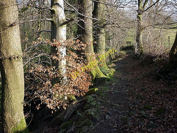 Photo 6"x4" The path above Hall Beck near Killington Beckside\/SD6188 c2011