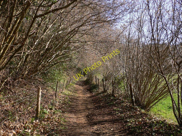 Photo 6"x4" Bridleway at Catteshall Godalming c2011