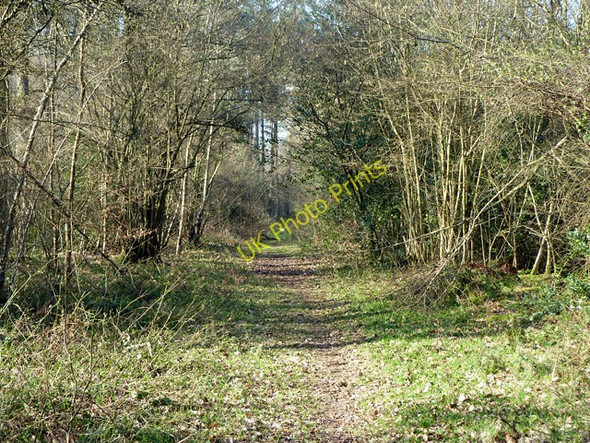 Photo 6"x4" Woodland path Ranmore Common\/TQ1450 c2011