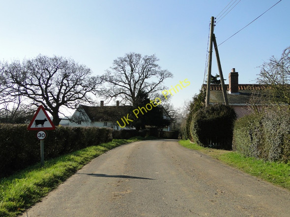 Photo 6"x4" Thirty cows in Bruisyard Bruisyard c2011