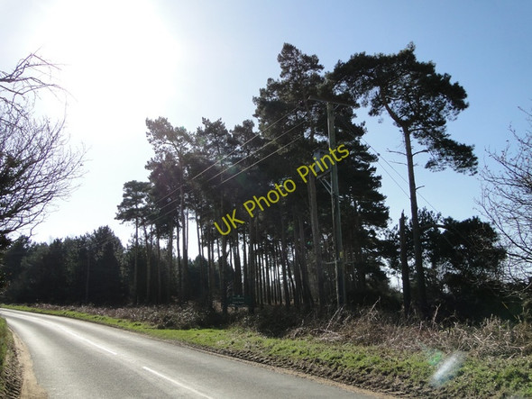 Photo 6"x4" The edge of Tunstall Forest at Iken Gromford c2011