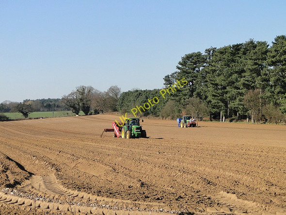 Photo 6"x4" Potato planting at Sudbourne Sudbourne c2011