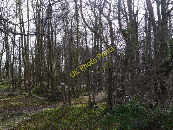 Photo 6"x4" Path through the wood Ledston c2011