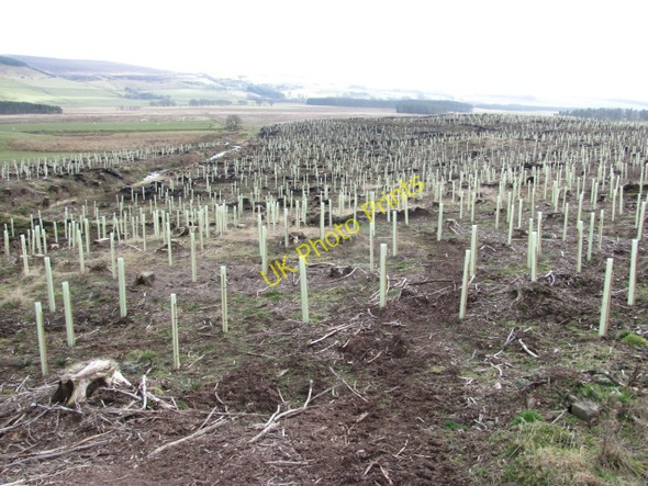 Photo 6"x4" Newly planted woodland Dunsyre c2011