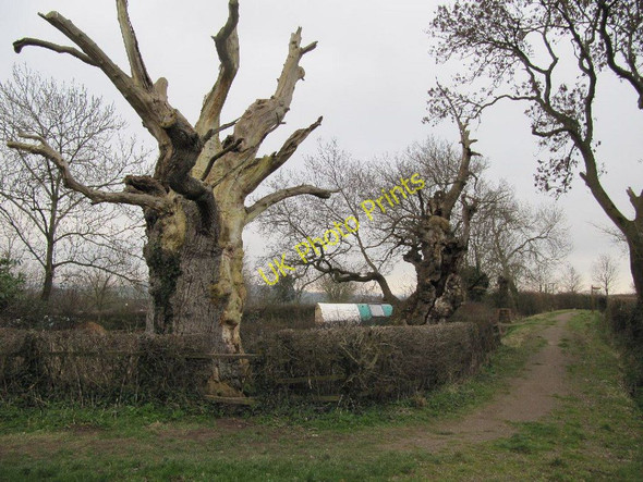 Photo 6"x4" Oaks by the track Glastonbury c2011