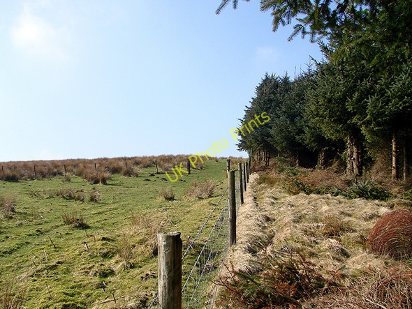 Photo 6"x4" At the edge of the forest Pant Mawr\/SN8482 c2011
