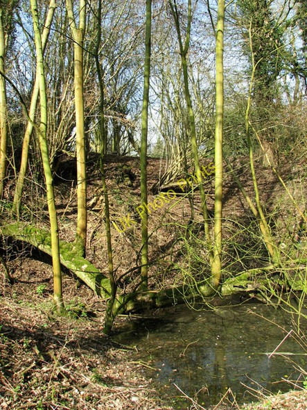 Photo 6"x4" Stagnant pond on the edge of Furze Hill, Tharston Low Tharston c2011