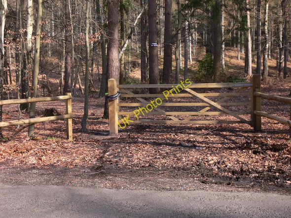 Photo 6"x4" Woodland track east of Elstead Road Seale c2011