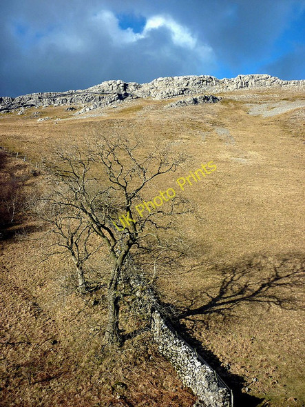 Photo 6"x4" Trees, Helbeck Wood Helbeck c2011