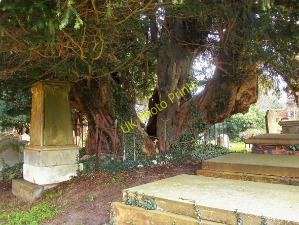 Photo 6"x4" Ancient yew tree in the churchyard, Langley Marish Slough\/SU9979 c2011