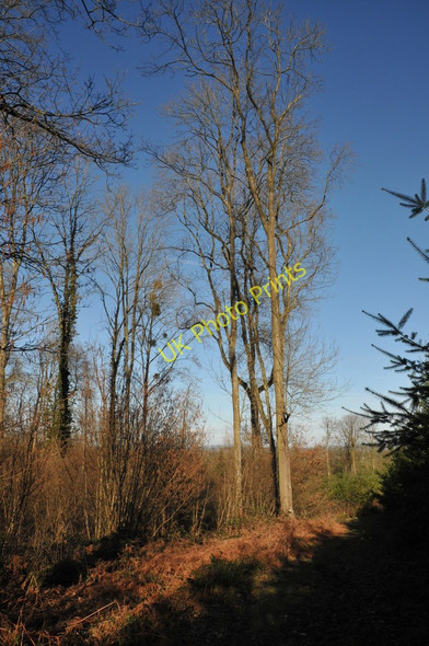 Photo 6"x4" Castle Hill Wood Ganders Green c2011