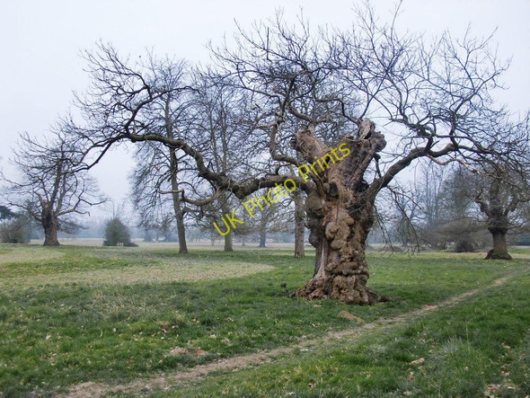 Photo 6"x4" Old pollards in Langley Park Slough\/SU9979 c2011
