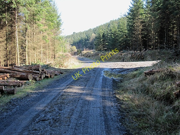 Photo 6"x4" Forest Tracks Gathabawn c2011