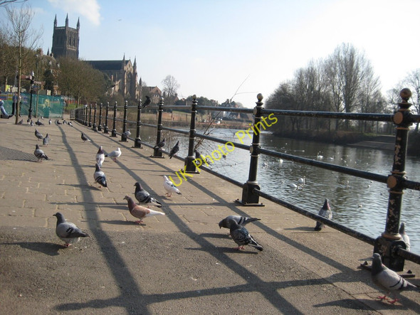 Photo 6"x4" Pigeons on the riverfront Worcester c2011