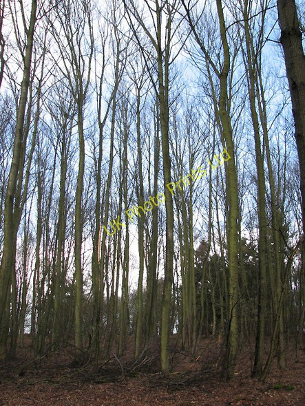 Photo 6"x4" Woodland beside Tuttington Road Aylsham c2008