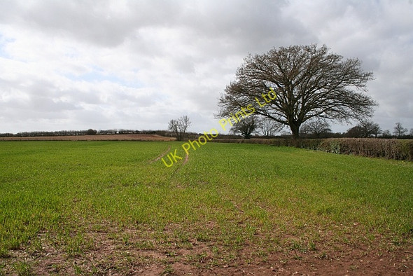 Photo 6"x4" Field and Oak Tree Chaceley c2008