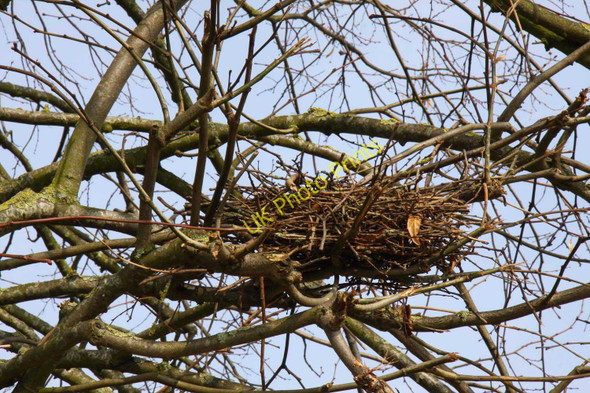 Photo 6"x4" Nest in a tree Clifton Hampden c2011
